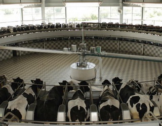 «Кищенці» відкрили велику доїльну залу для корів